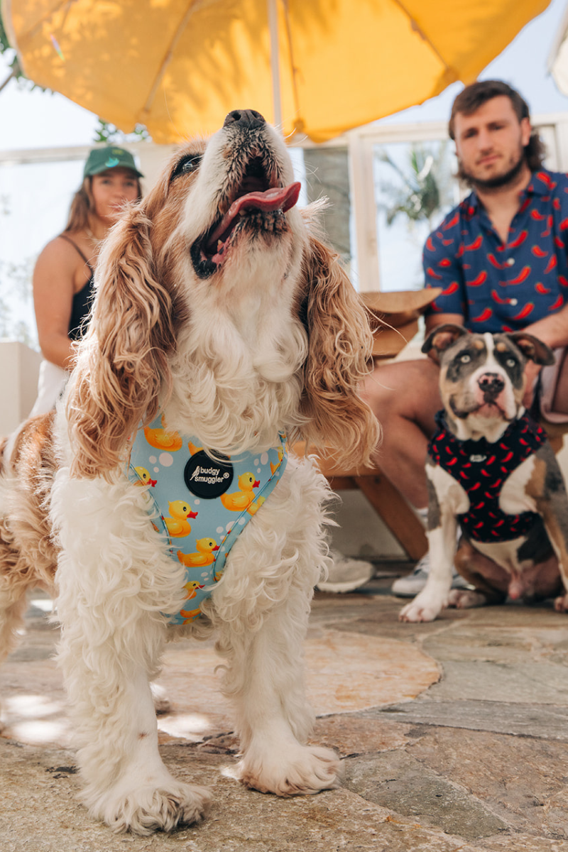 Pet Adjustable Harness in Rubber Ducks