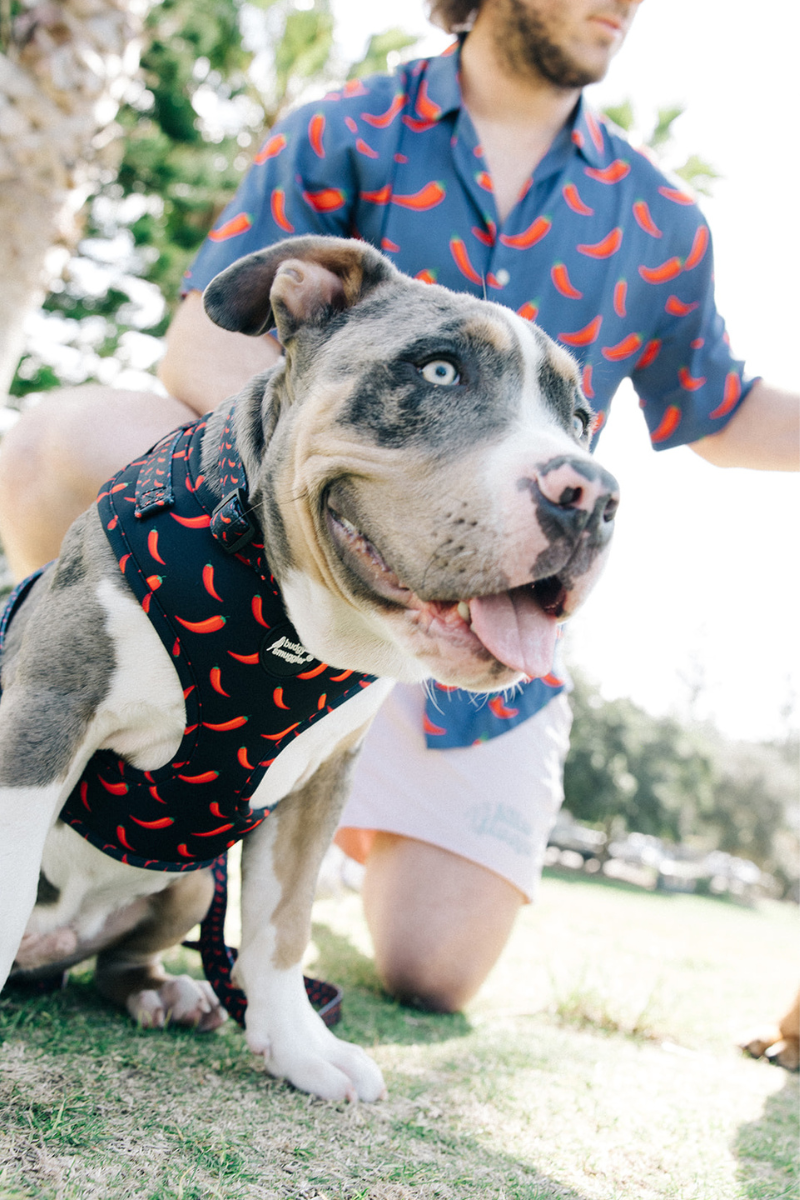 Pet Adjustable Harness in Chilli Willies